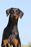 DOBERMANN 878